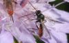 Stilbops ruficornis